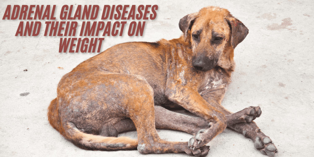Adrenal Gland Diseases and Their Impact on Weight