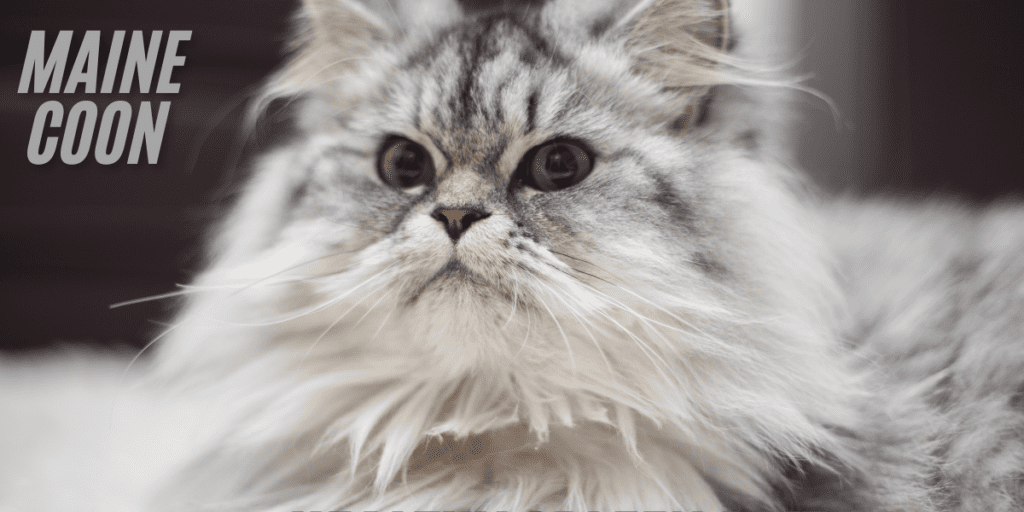  Best cat breeds for cuddling 