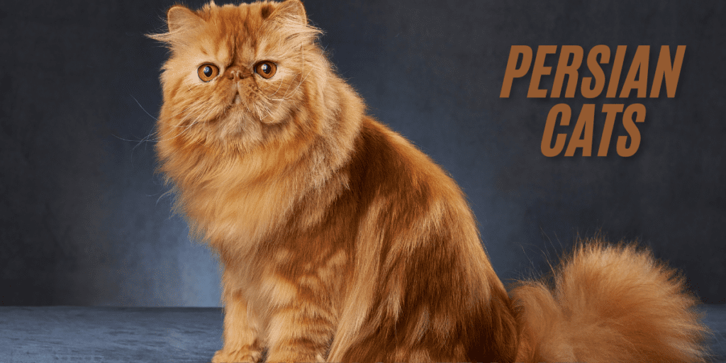 Best cat breeds for cuddling