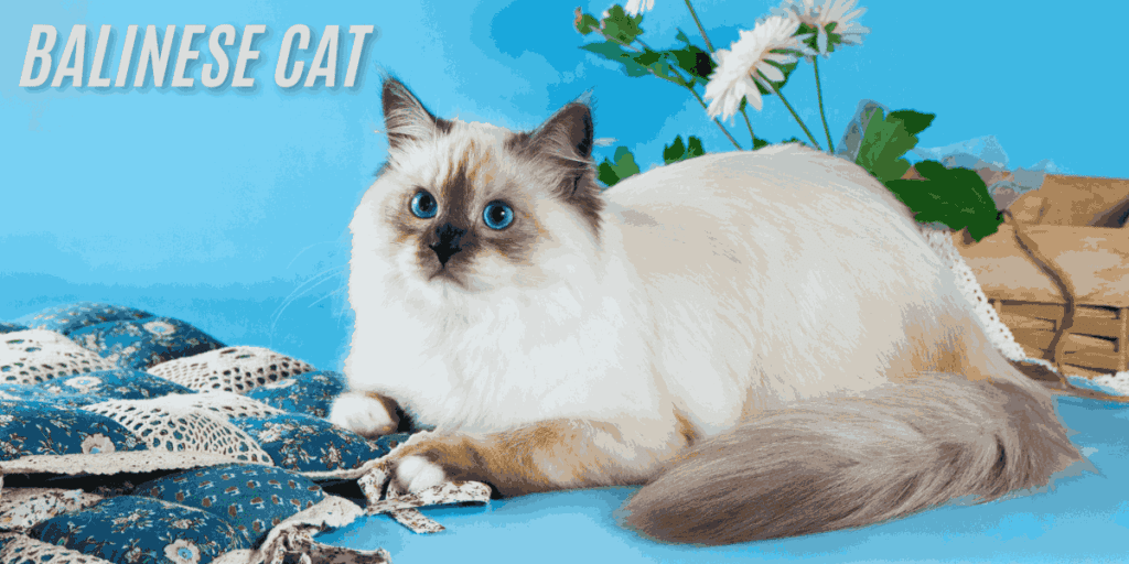 Balinese Cat Magic: Meet the Breed That Steals Hearts