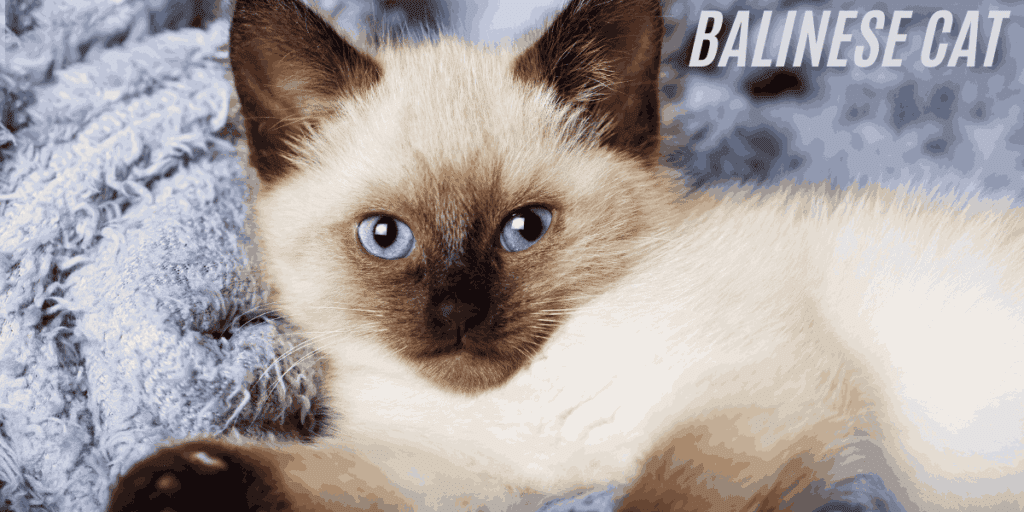 Balinese Cat