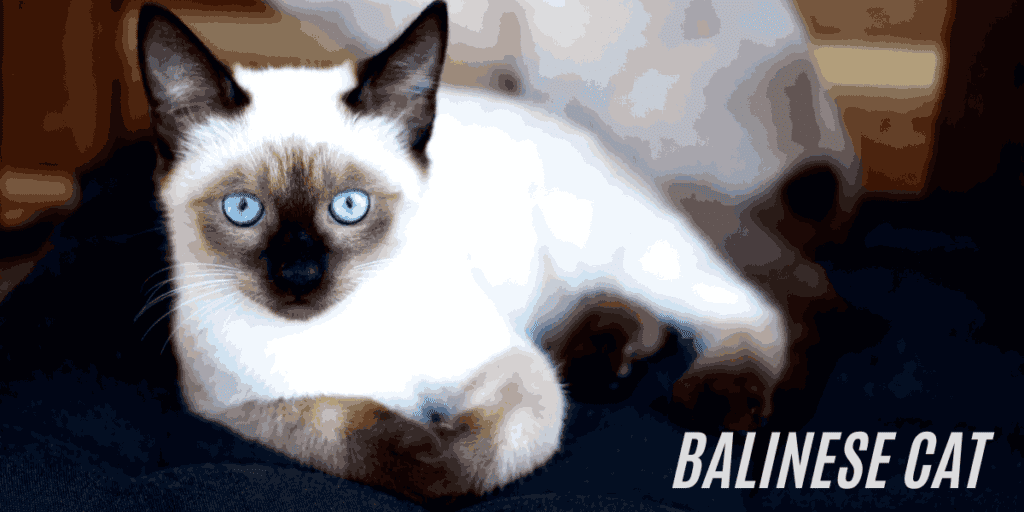 Balinese Cat