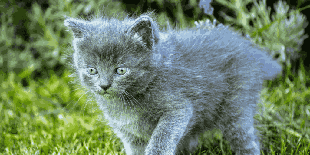 Kitten Maine Coon