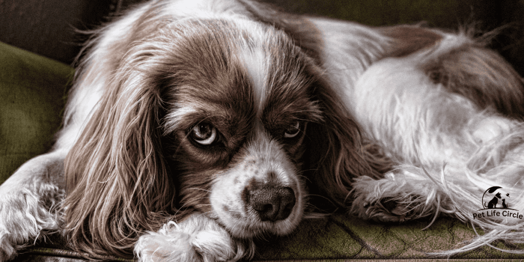 Cavalier King Charles Spaniel: Health Challenges and Care