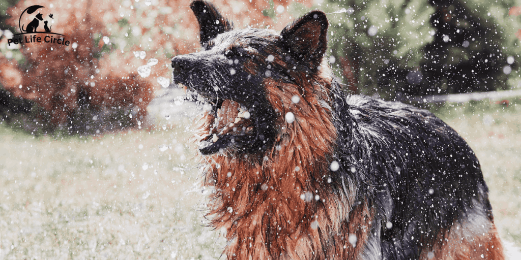 how to hydrate a dog fast
