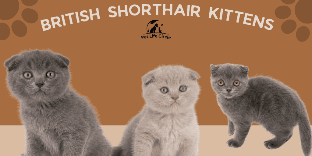 British Shorthair Kittens: The Cutest Pets You’ll Love!