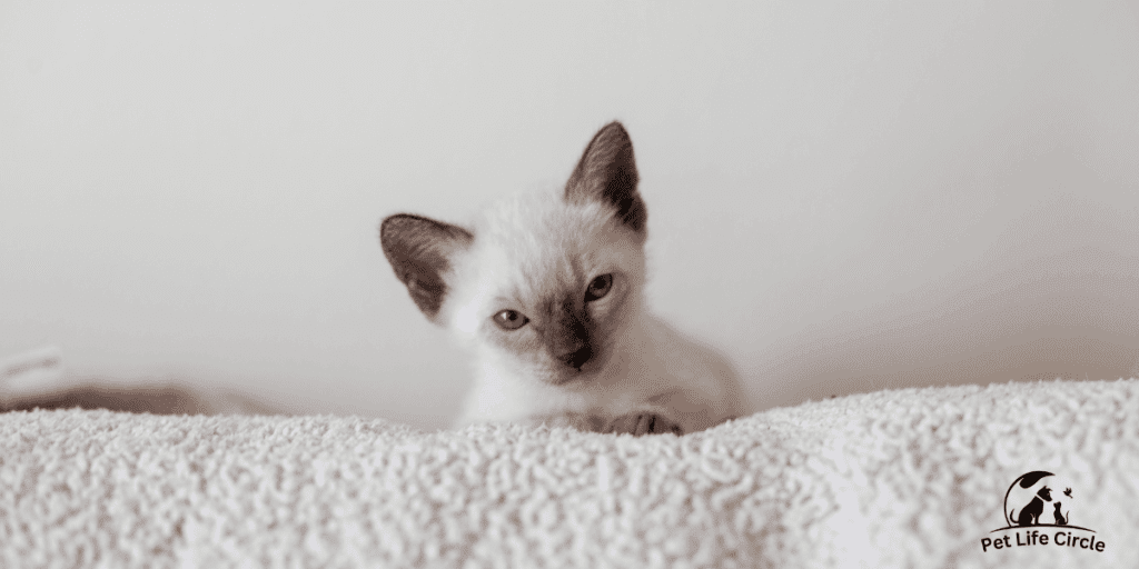 Siamese Cat Baby