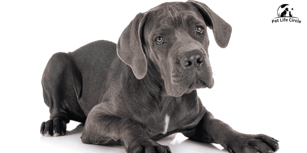 Great Dane Health Challenges and Care Tips
