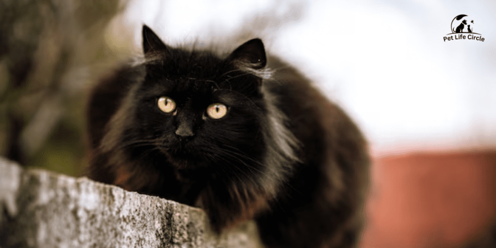 maine coon black