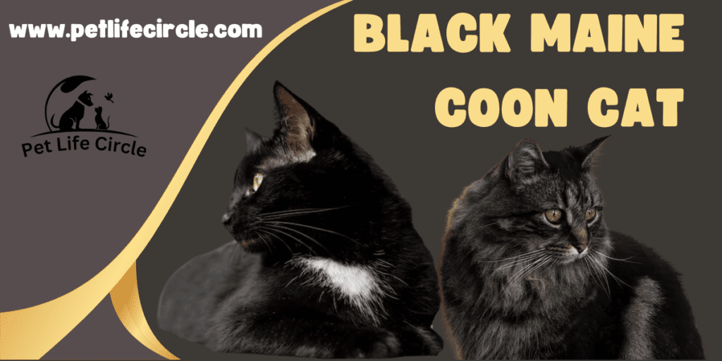 Maine Coon Black: The Majestic Cat with a Mysterious Charm!