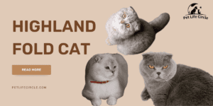 Highland Fold Cat