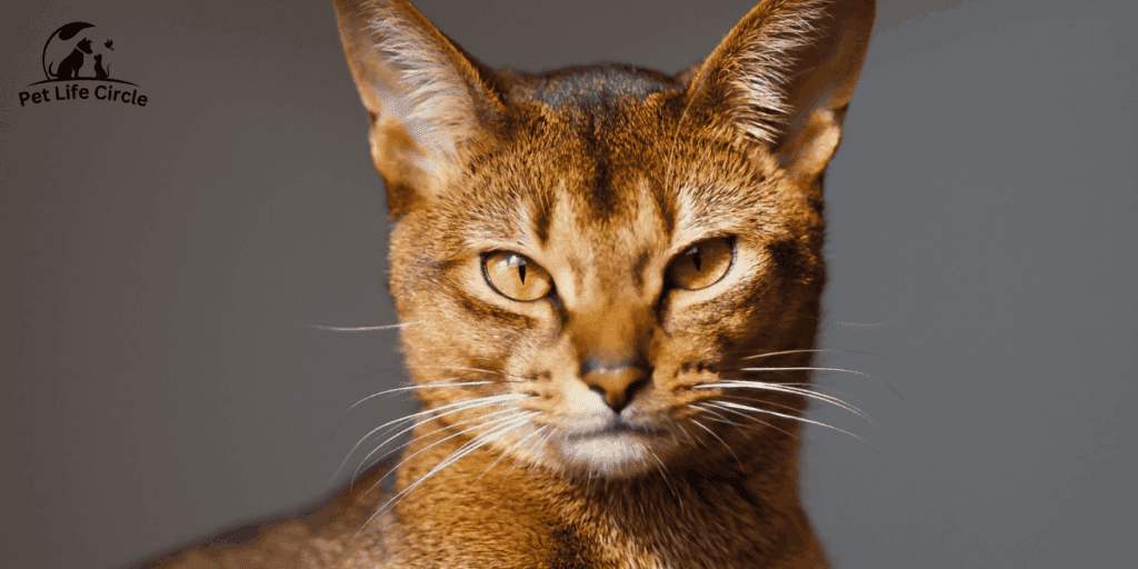 abyssinian cat personality