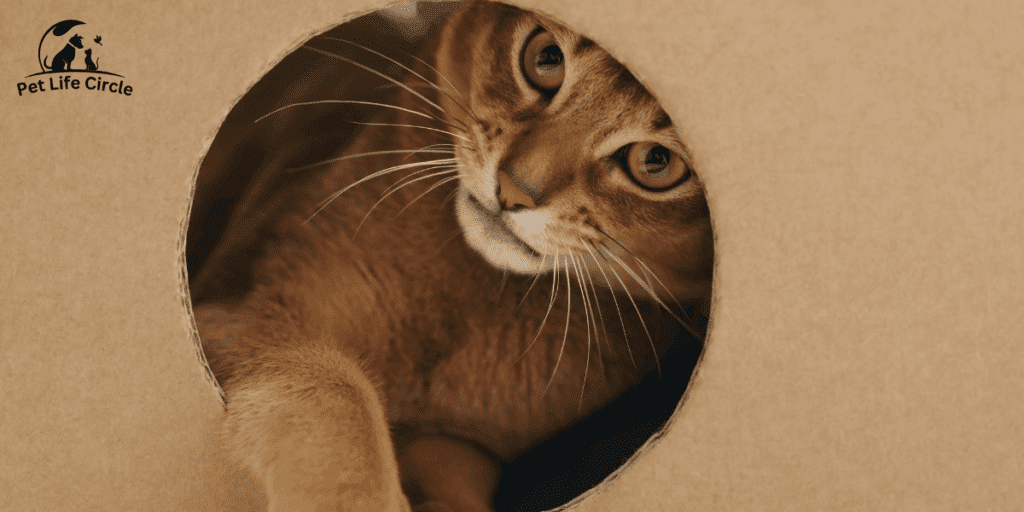 abyssinian cat personality