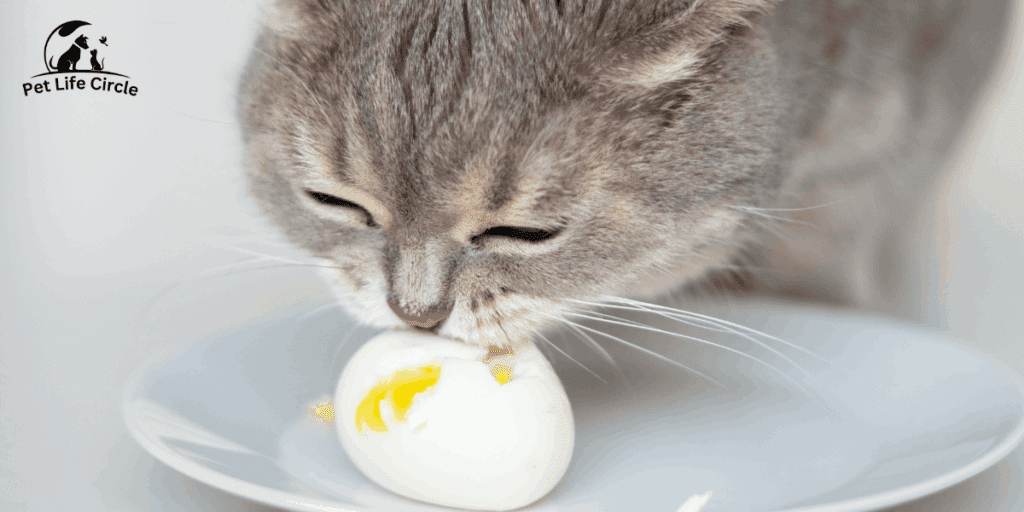 Can Cats Eat Eggs