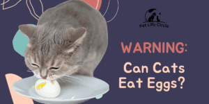 Can Cats Eat Eggs