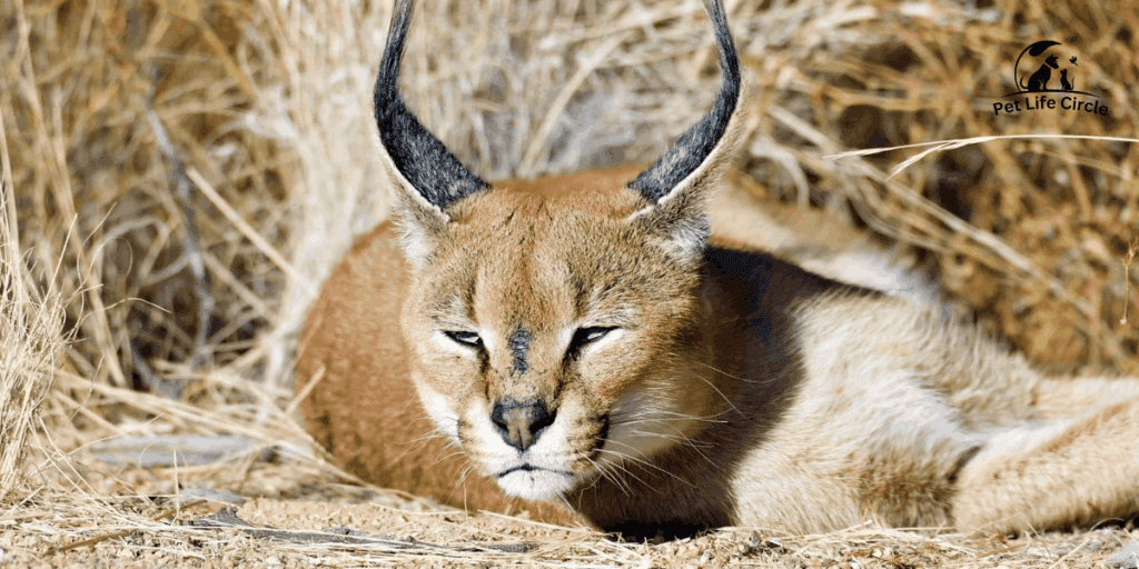 caracal pet