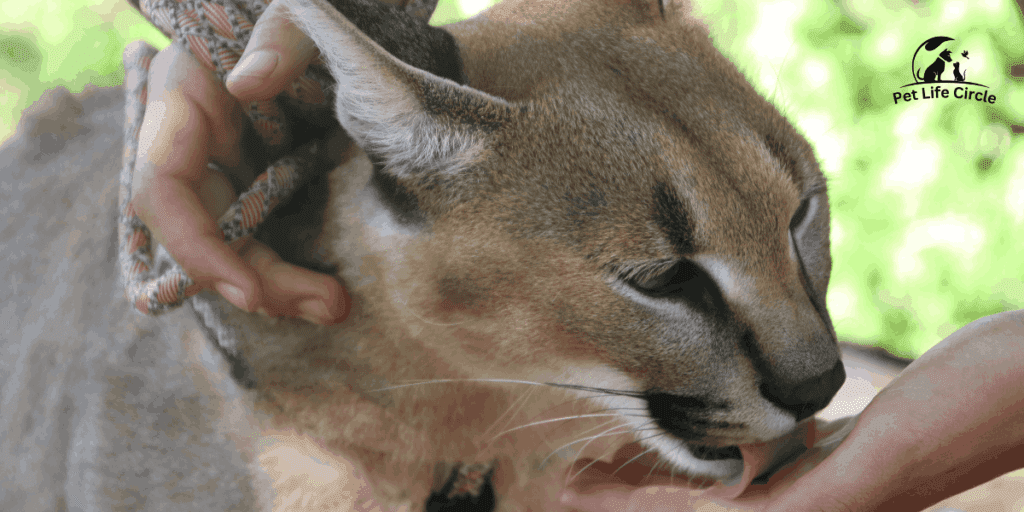 caracal pet