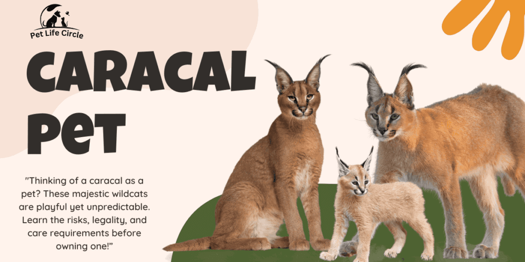 caracal pet