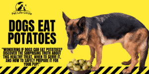 dogs eat potatoes