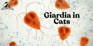 Giardia in Cats