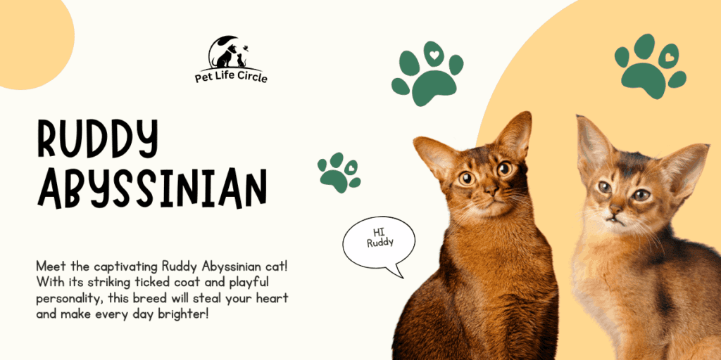 Ruddy Abyssinian: The Fascinating Cat You’ll Fall In Love With!